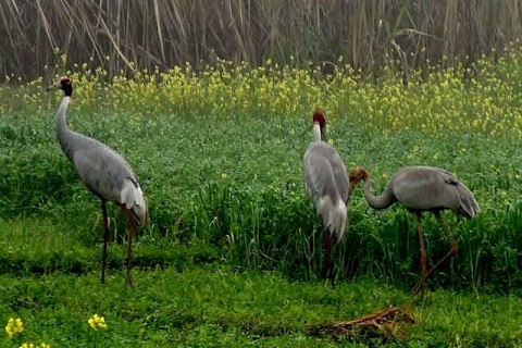 Chuka Pilibhit Tiger Reserve